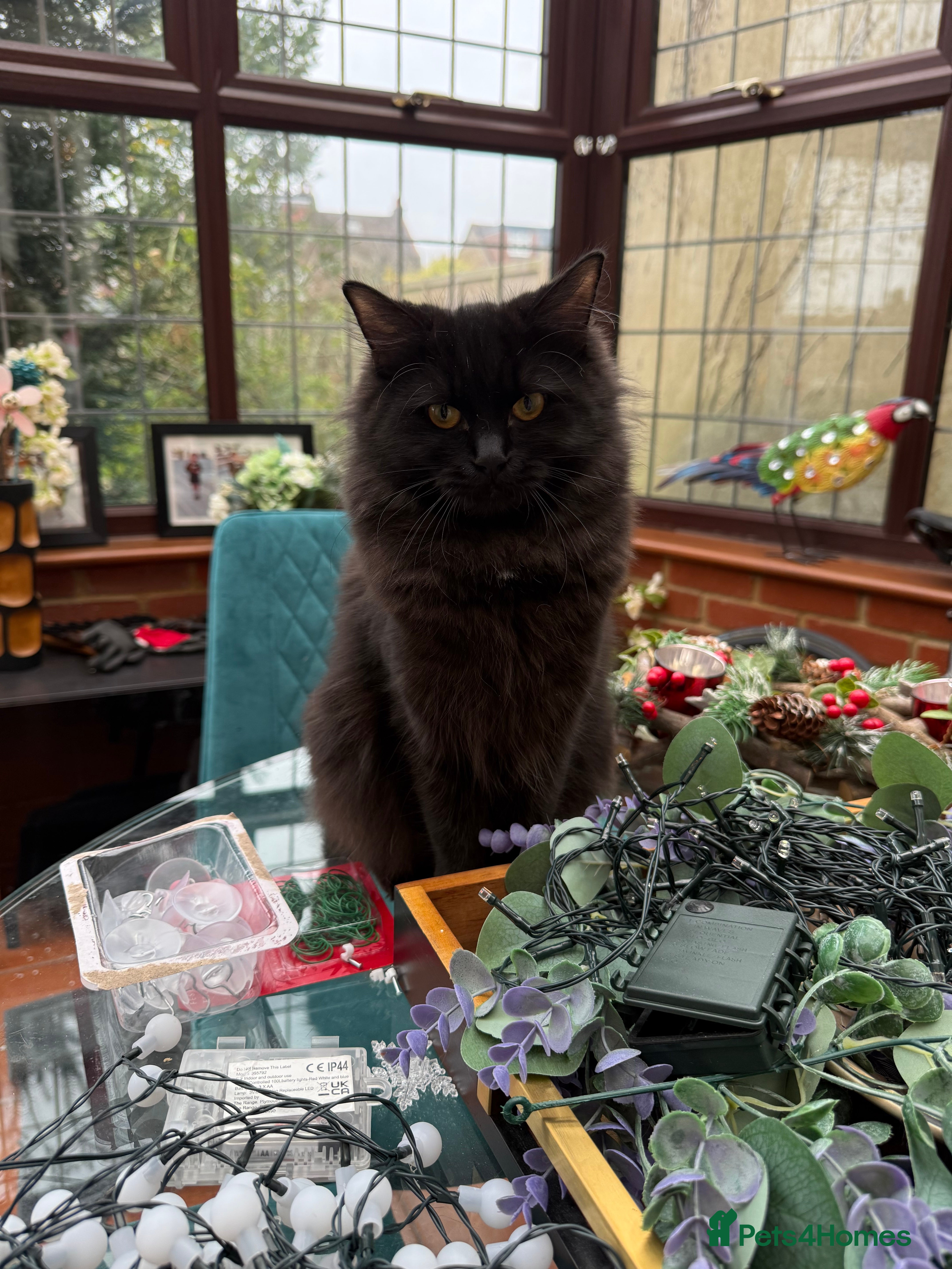 Ragdoll cats Ragdoll kittens for sale  - Advert 6