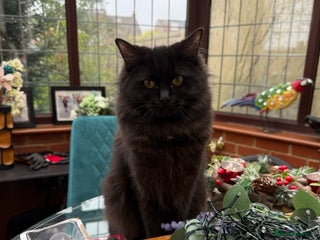 Ragdoll cats Ragdoll kittens for sale - Advert 6