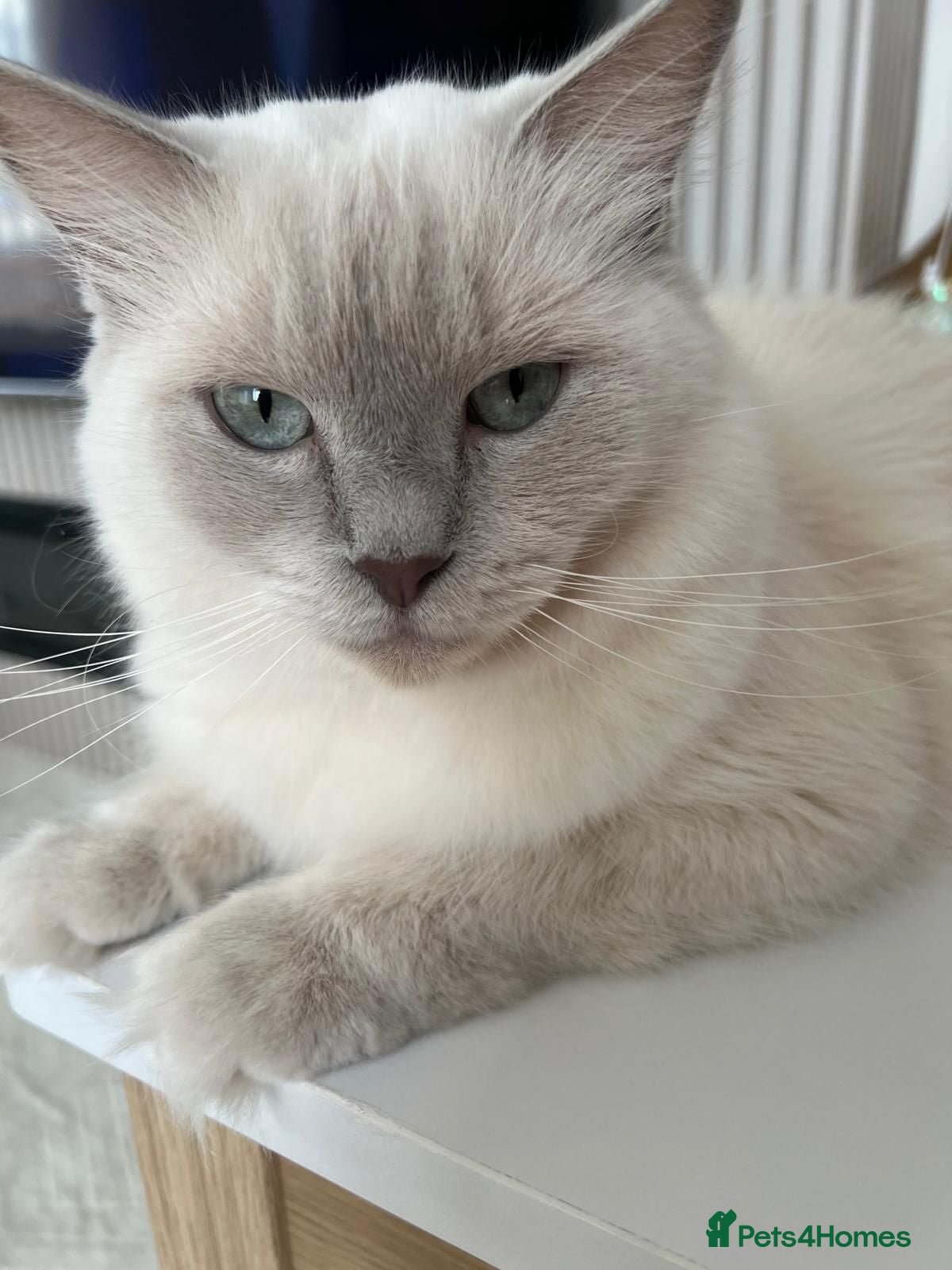 Ragdoll cats Gucci - Advert 2