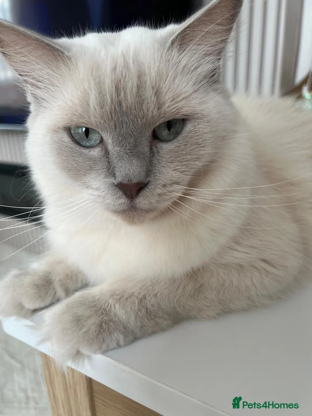 Ragdoll cats for sale: Gucci - Advert 1