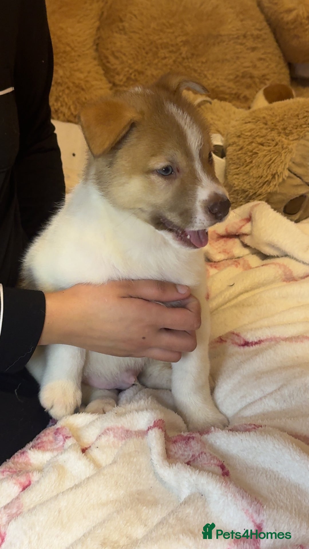 Siberian Husky dogs for sale: Siberian husky  - Advert 7