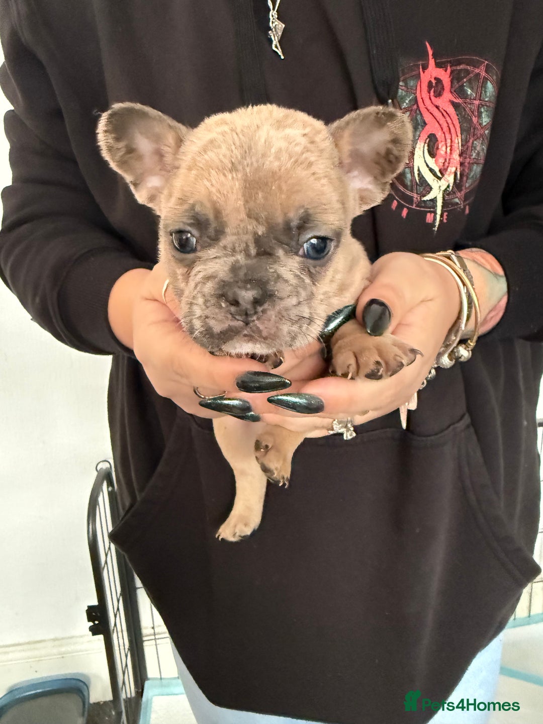 French Bulldog dogs for sale: French bulldog puppies - Advert 8