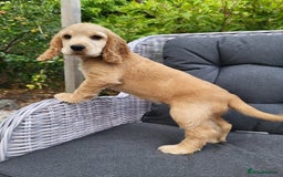 Cocker Spaniel dogs for sale: 3 Adorable female show/cocker spaniel pups - Image 4