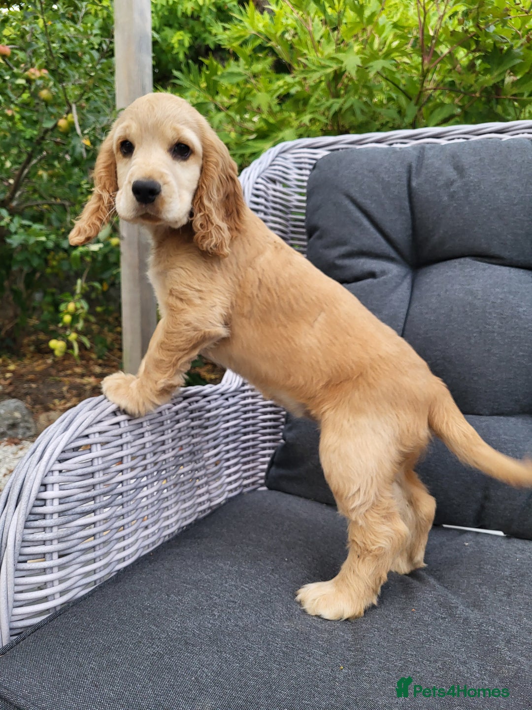 Cocker Spaniel dogs for sale: 3 Adorable female show/cocker spaniel pups - Image 4