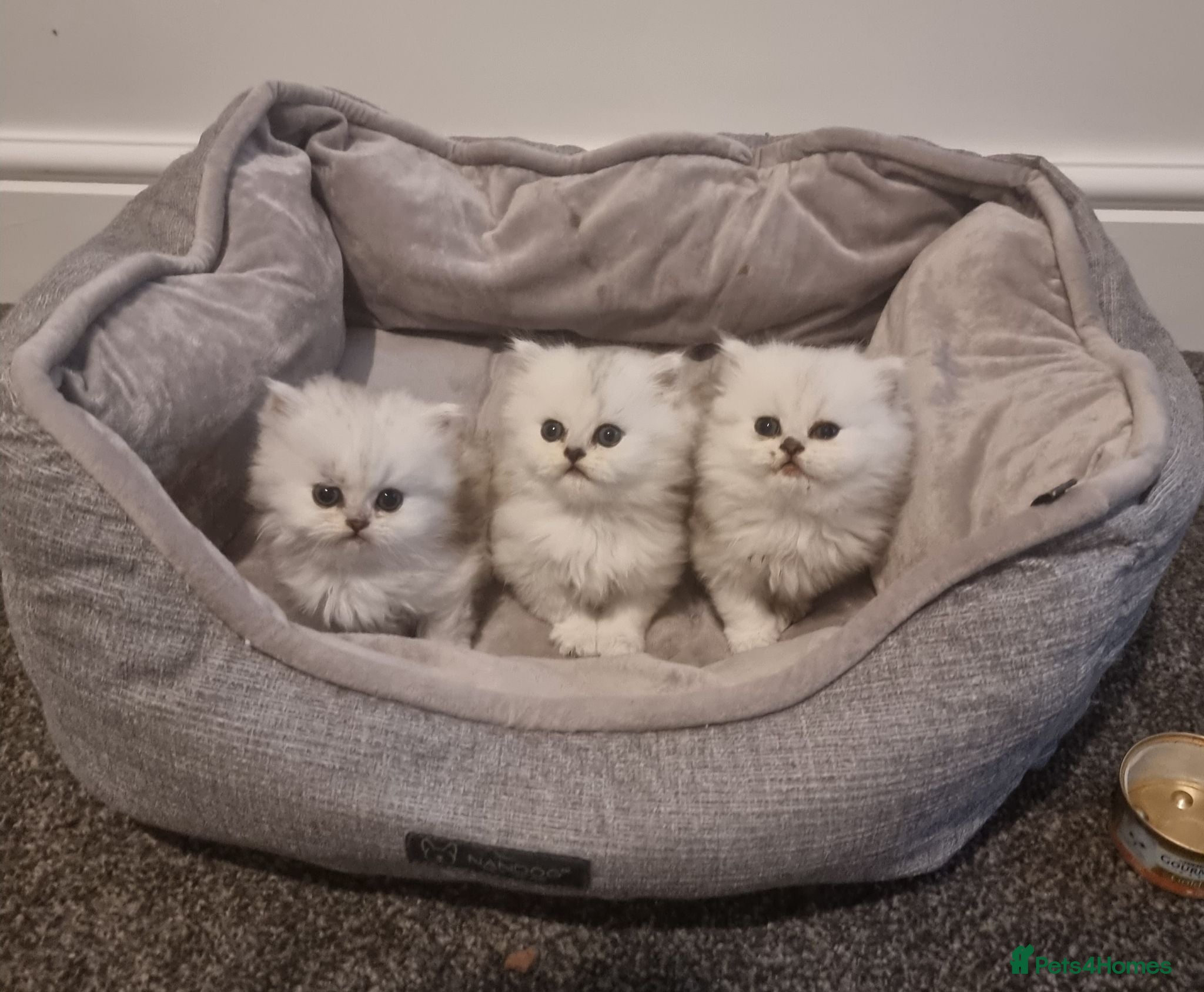 Persian cats 1 male left Persian chinchilla  - Advert 4