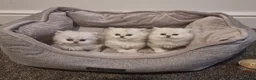 Persian cats for sale: 1 male left Persian chinchilla  - Advert 1