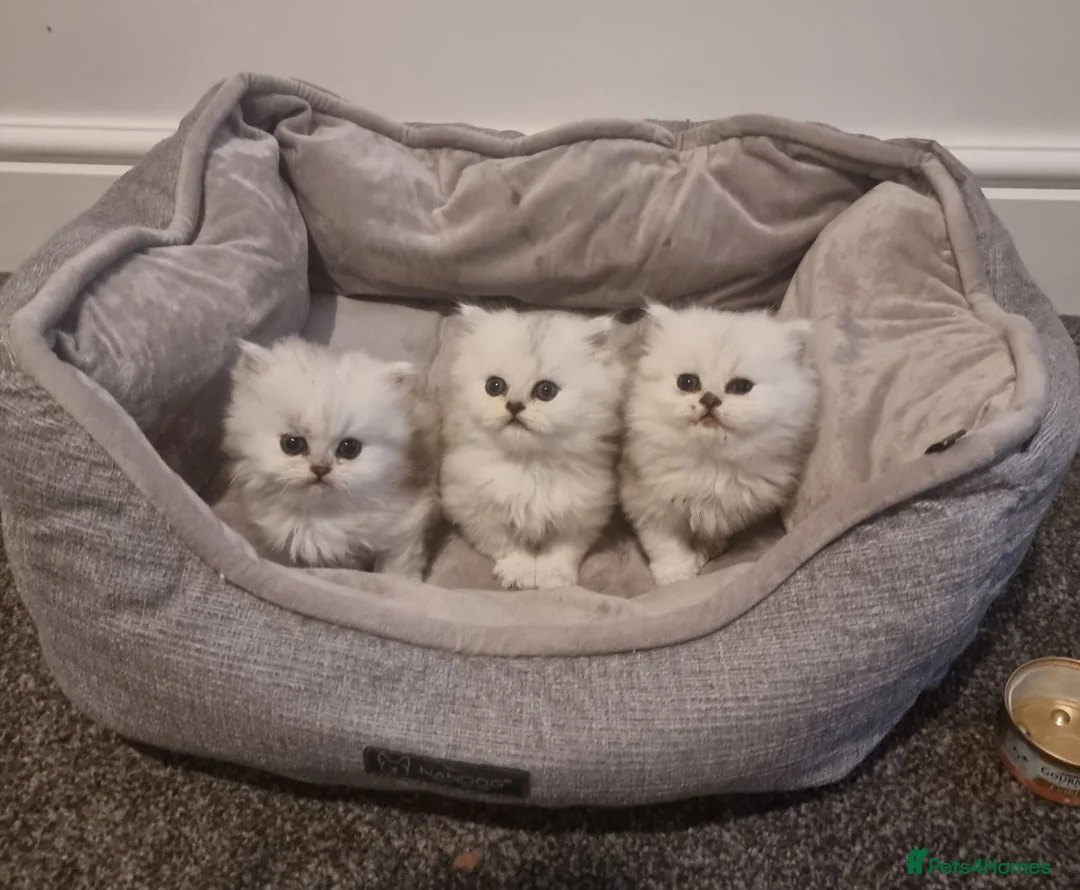 Persian cats for sale: 1 male left Persian chinchilla  - Advert 1