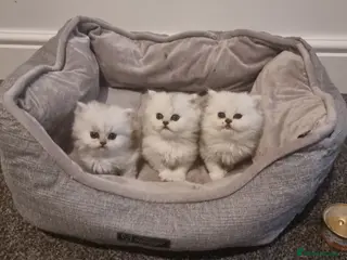 Persian cats 1 male left Persian chinchilla - Advert 13