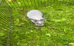 Rex rabbits for sale: Beautiful dwarf lop and mini rex babies  - Image 8