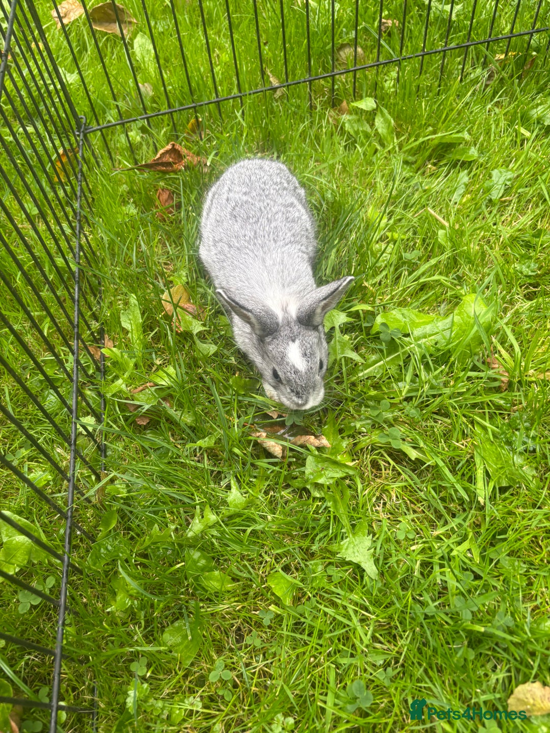 Rex rabbits for sale: Beautiful dwarf lop and mini rex babies  - Image 8