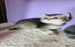 Scottish Fold cats for sale: Beautiful litter Scottish fold ready to reserve ❤️ - Image 9