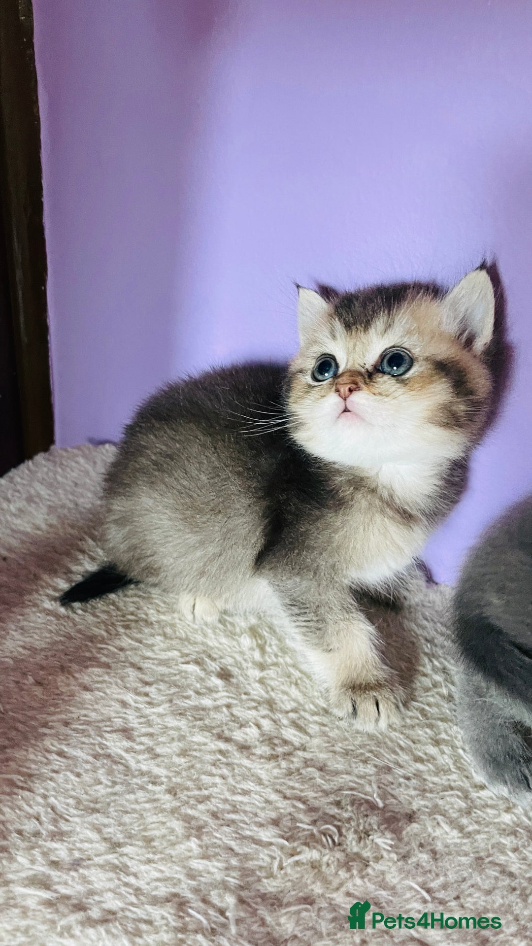 Scottish Fold cats for sale: Beautiful litter Scottish fold ready to reserve ❤️ - Image 9