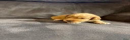 Cockapoo dogs for sale: Beautiful F1 Cockapoo Puppies  - Advert 25