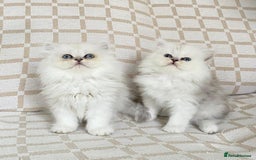 Persian cats for sale: Ready to leave 2 left!  in Birmingham - Image 2