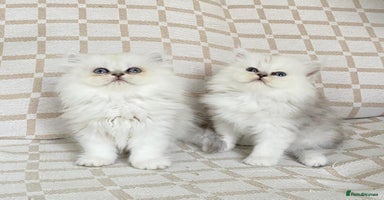 Persian cats in Birmingham - Advert 12