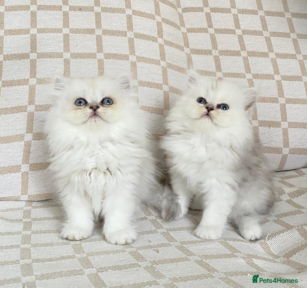 Persian cats for sale: Ready to leave 2 left!  in Birmingham - Image 2