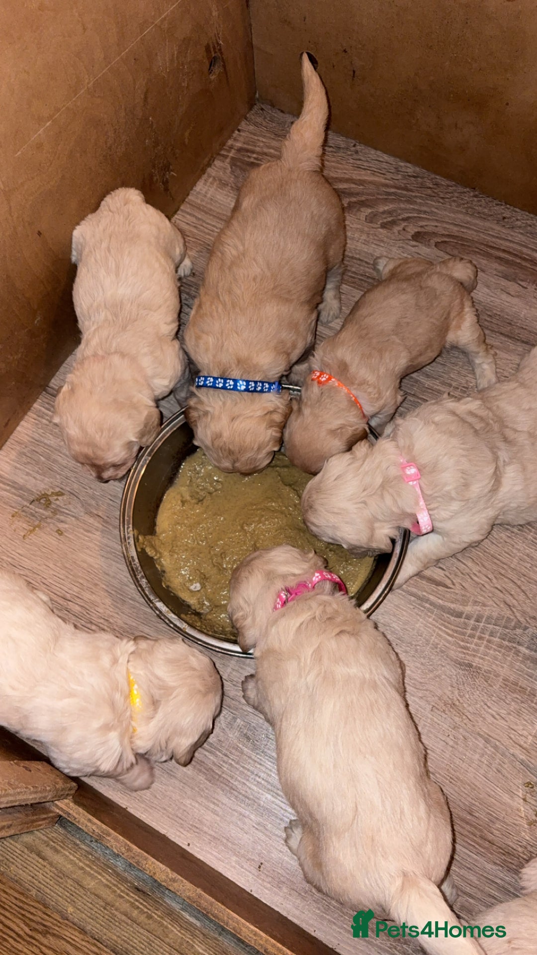 Mini Goldendoodle dogs for sale: 10 beautiful Miniature F1 GoldenDoodle puppies - Advert 19