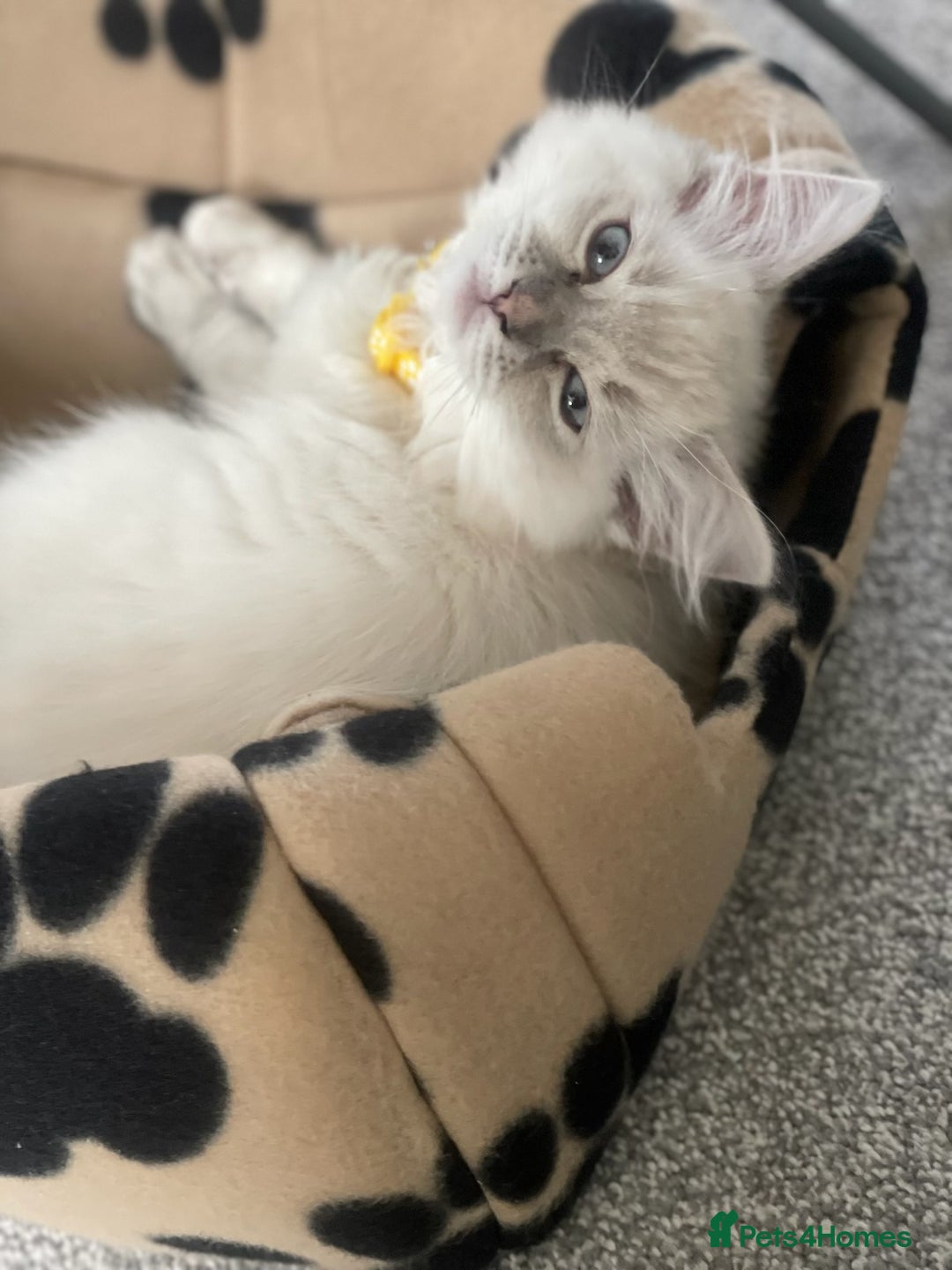Ragdoll cats for sale: Ragdoll kitten for sale - Image 7
