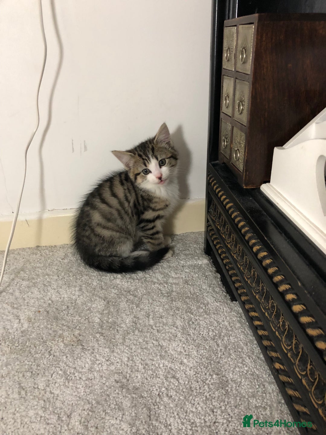 Domestic Shorthair cats for sale: Male 8 week old kitten  - Image 4