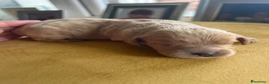 Cockapoo 2