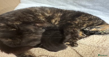 Mixed Breed cats - Advert 14