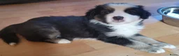 Mixed Breed dogs for sale: Beautiful Bordernese  - Advert 20