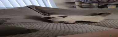 Ragdoll 2