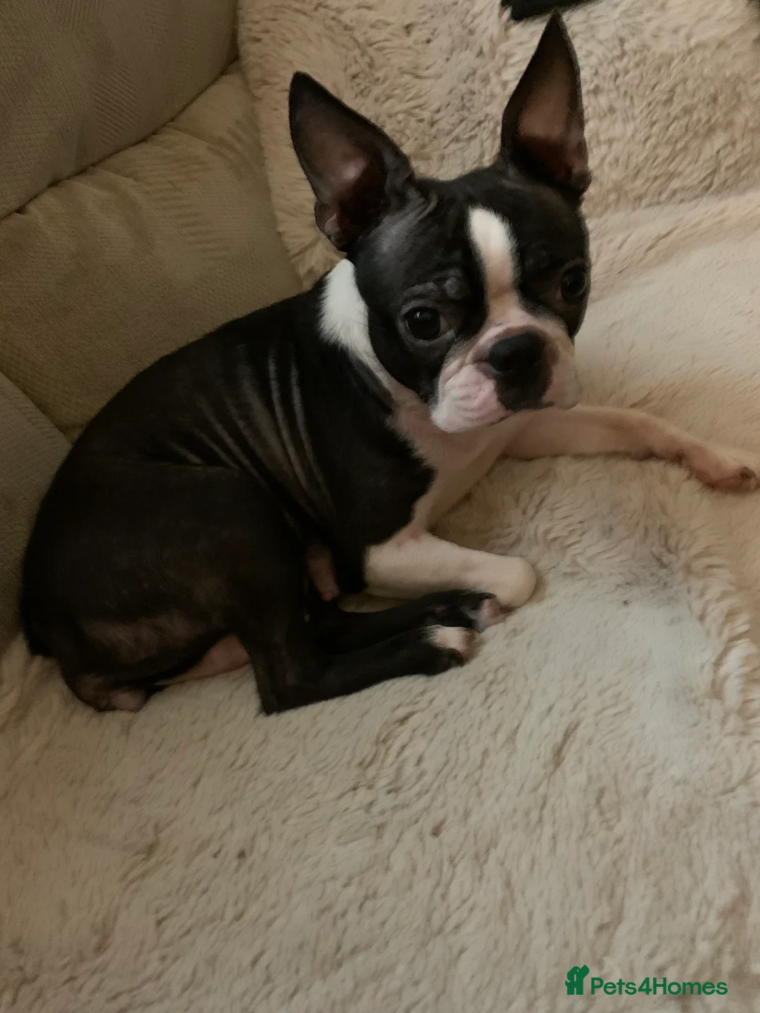 Boston Terrier dogs for sale: Boston Terrier puppies  - Advert 1
