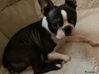 Boston Terrier dogs Boston Terrier puppies - Advert 1