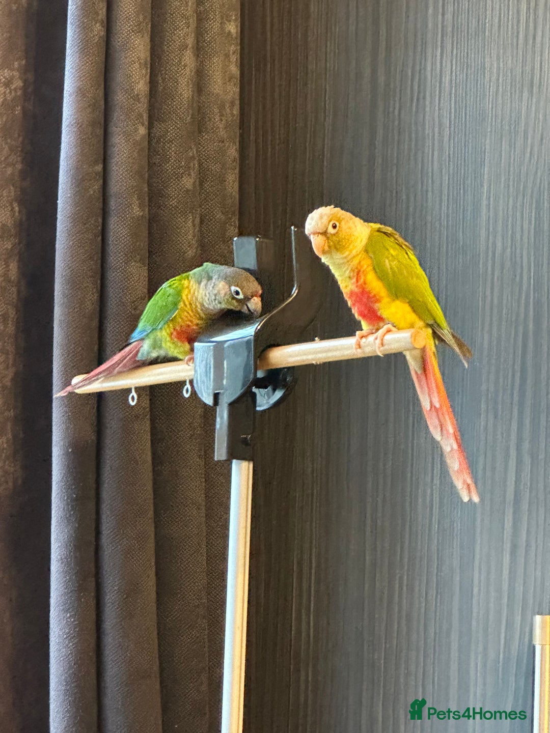 Conures birds for sale: Green Cheeked Conure  - Advert 6