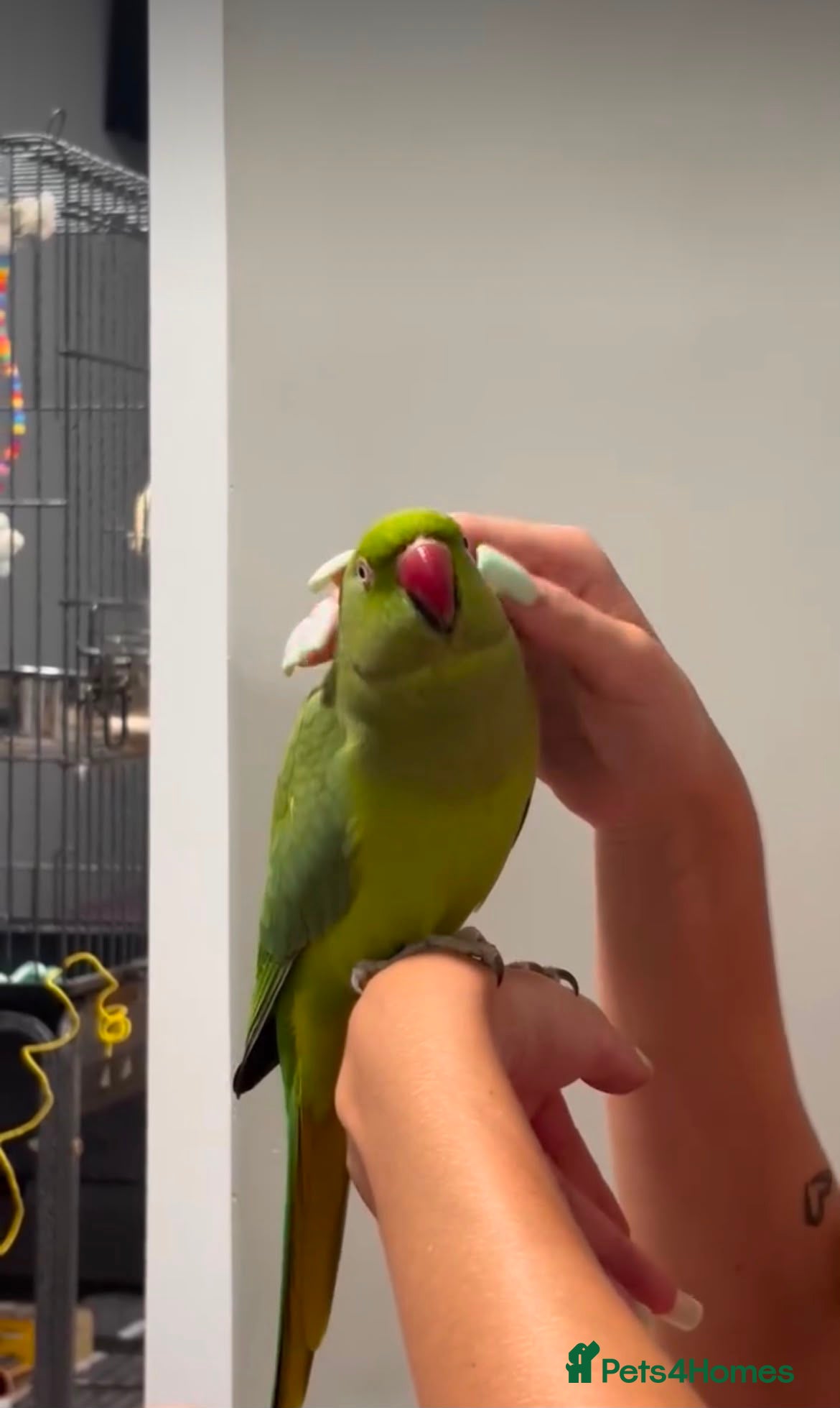 Ringnecks birds Ringneck baby parrot to go - Advert 2
