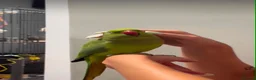 Ringnecks birds for sale: Ringneck baby parrot to go in Coventry - Advert 2