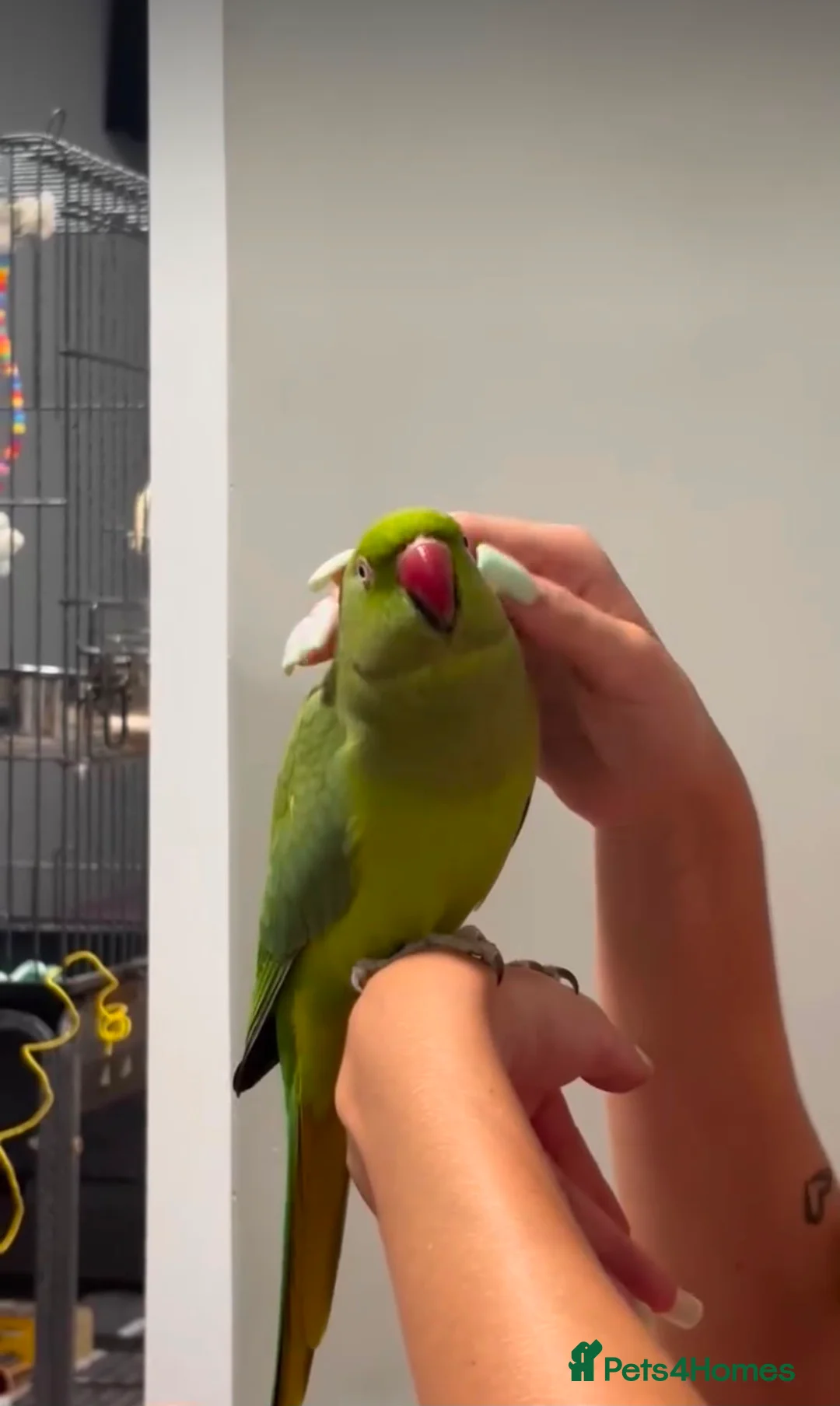 Ringnecks birds for sale: Ringneck baby parrot to go in Coventry - Advert 2