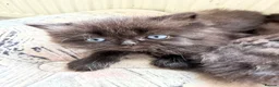 Persian cats for sale: Beautiful Persian Kittens – Ready To leave 🐾 - Advert 5