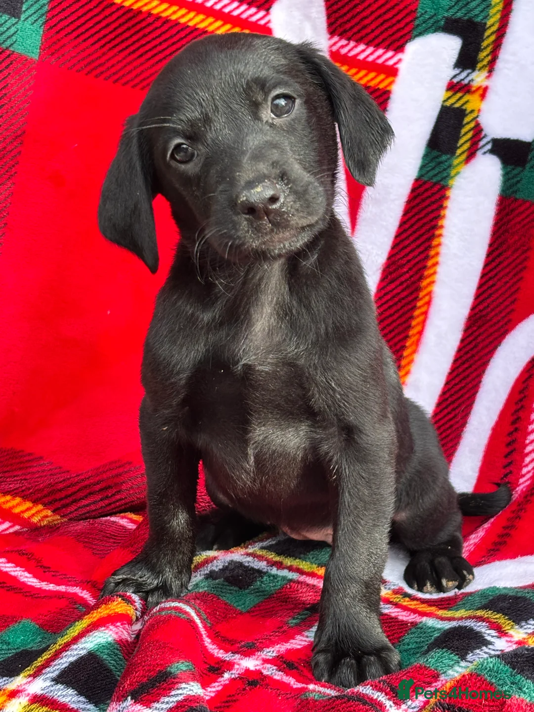 Labrador Retriever dogs for sale: Loving Labrador Puppies Seeking Forever Homes - Advert 2