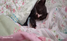 British Shorthair cats for sale: Cute boys - Image 7