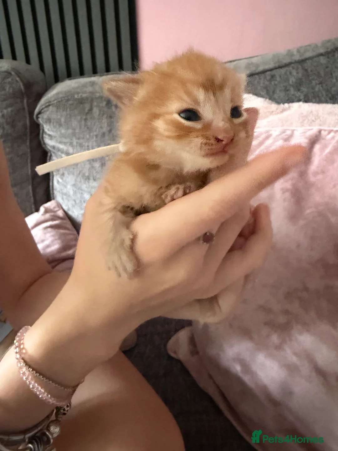 Mixed Breed cats for sale: 1 ginger girl & 3 black & white boy kittens  - Advert 2