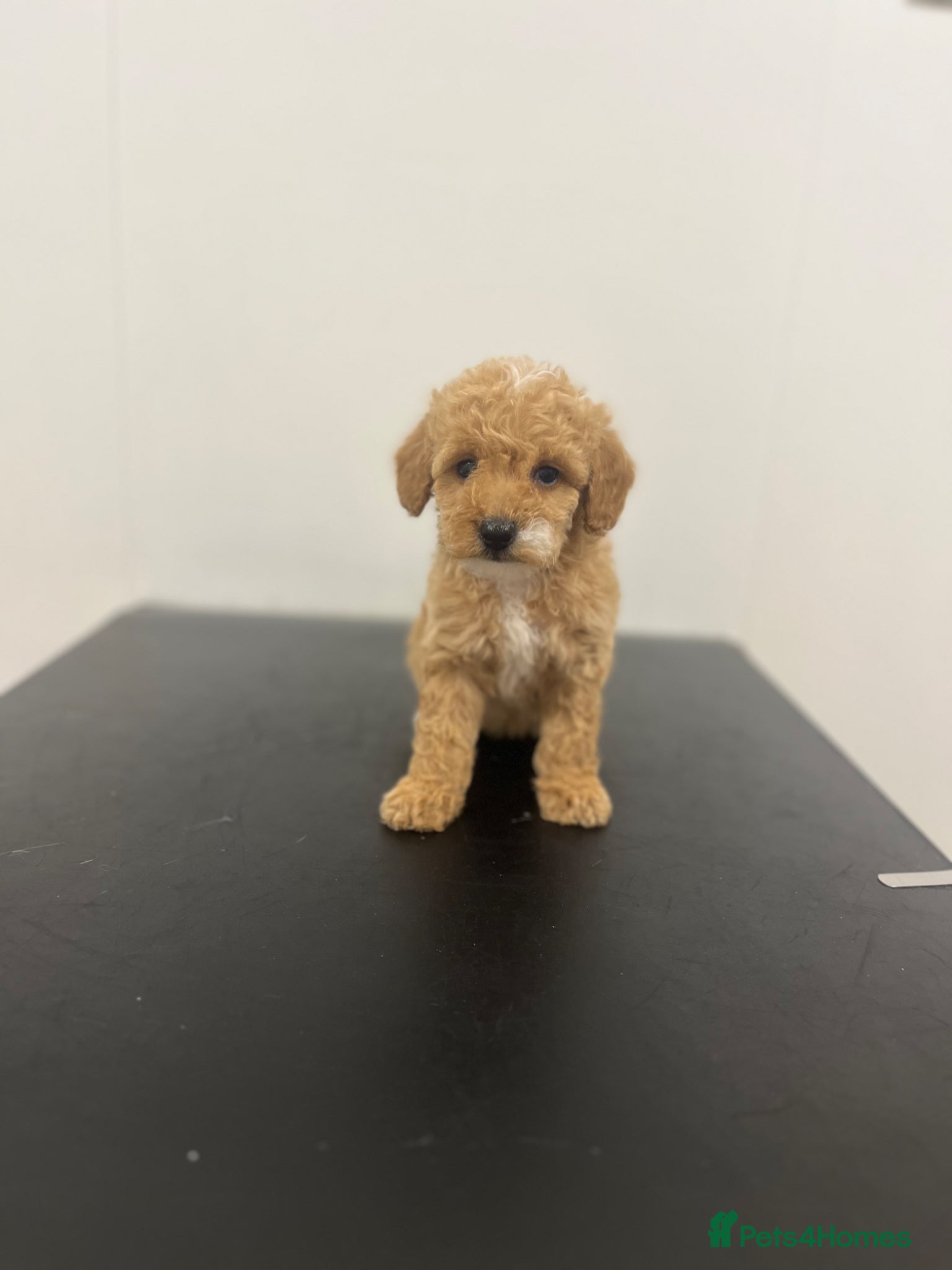 Maltipoo dogs Maltipoo puppys 1 girl left now - Advert 14