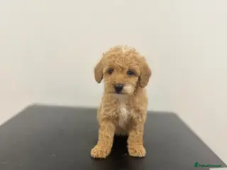 Maltipoo dogs Maltipoo puppys 1 girl left now - Advert 14