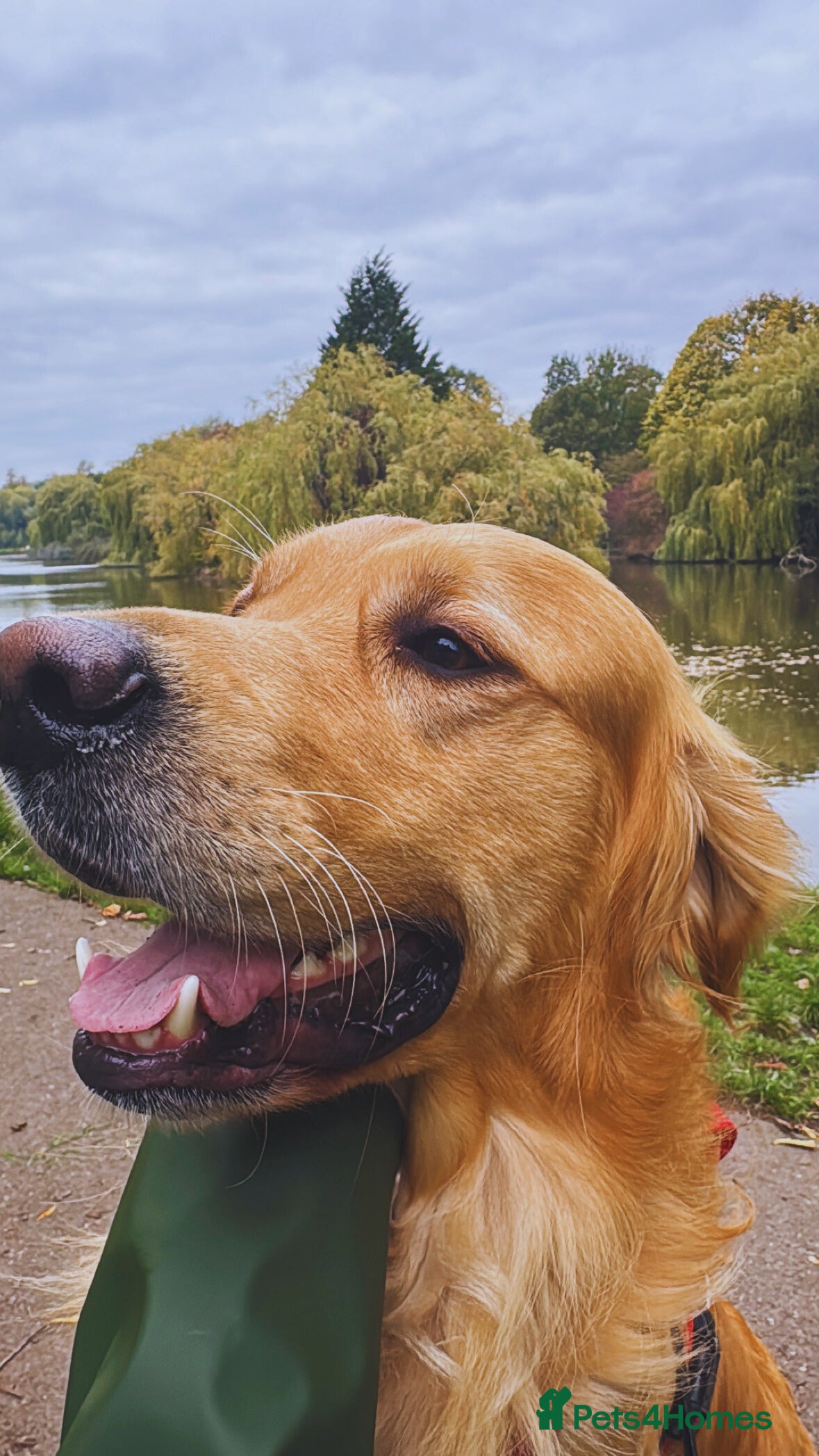 Golden Retriever dogs Proven Golden Retriever for Stud kC registered  in Doncaster - Advert 15