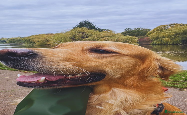 Golden Retriever dogs in Doncaster - Advert 6