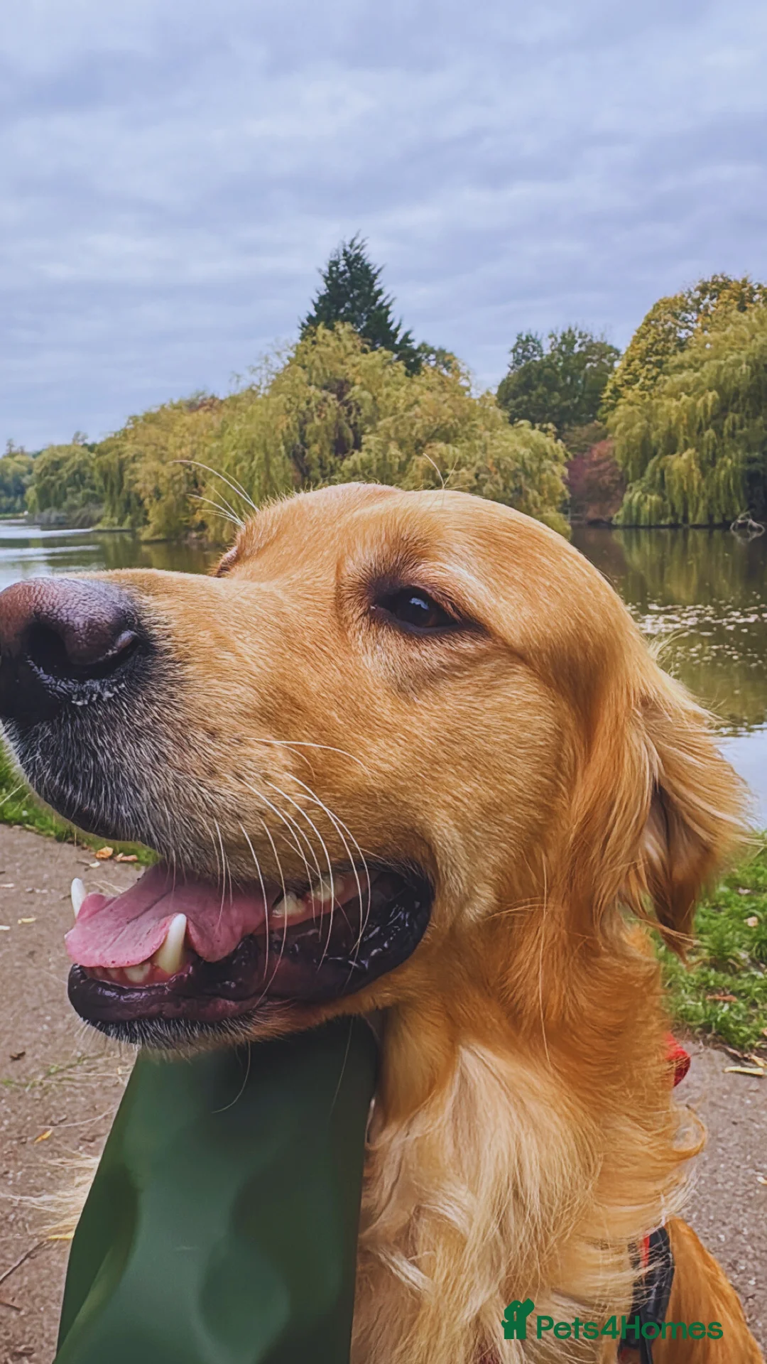 Golden Retriever dogs for stud: Proven Golden Retriever for Stud kC registered  in Doncaster - Advert 1