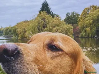 Golden Retriever dogs Proven Golden Retriever for Stud kC registered - Advert 3