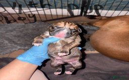 Boxer dogs for sale: 5 beautiful boxer puppies - Image 8