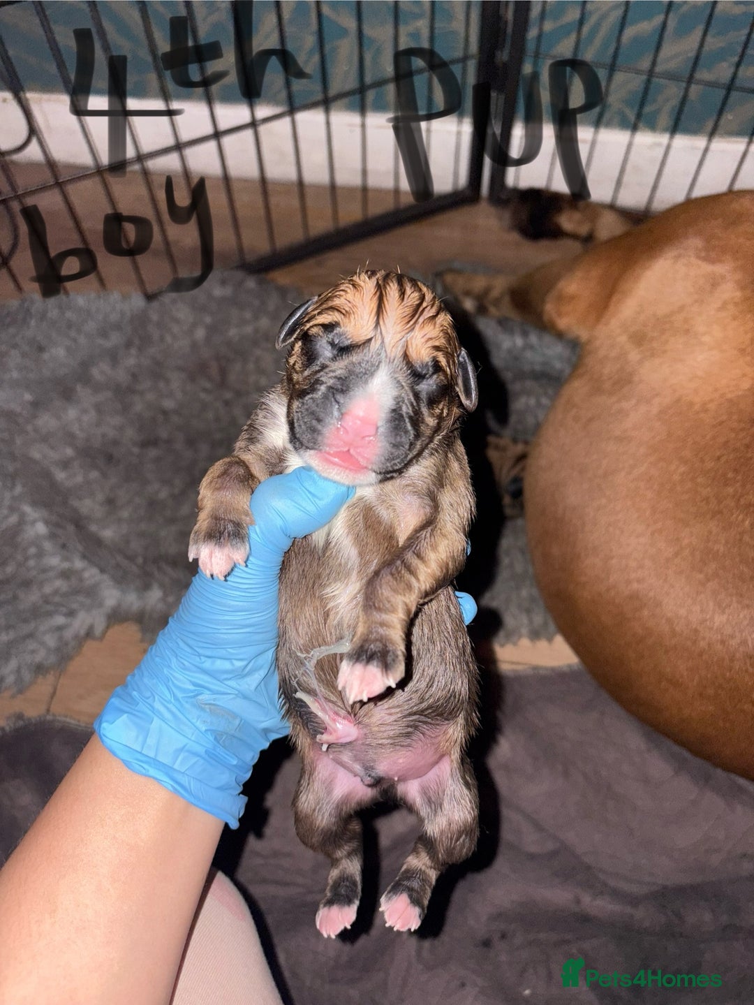 Boxer dogs for sale: 5 beautiful boxer puppies - Image 8