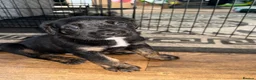 Mixed Breed dogs for sale: ❣️READY NEXT WEEK❣️Cane Corso cross ❣️ - Advert 27
