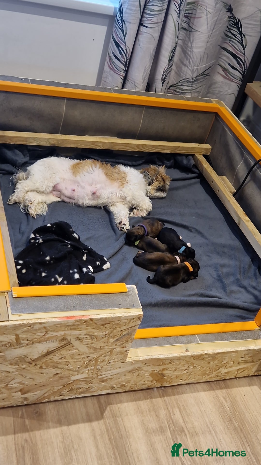 Mixed Breed dogs for sale: Shihpoo  - Image 2