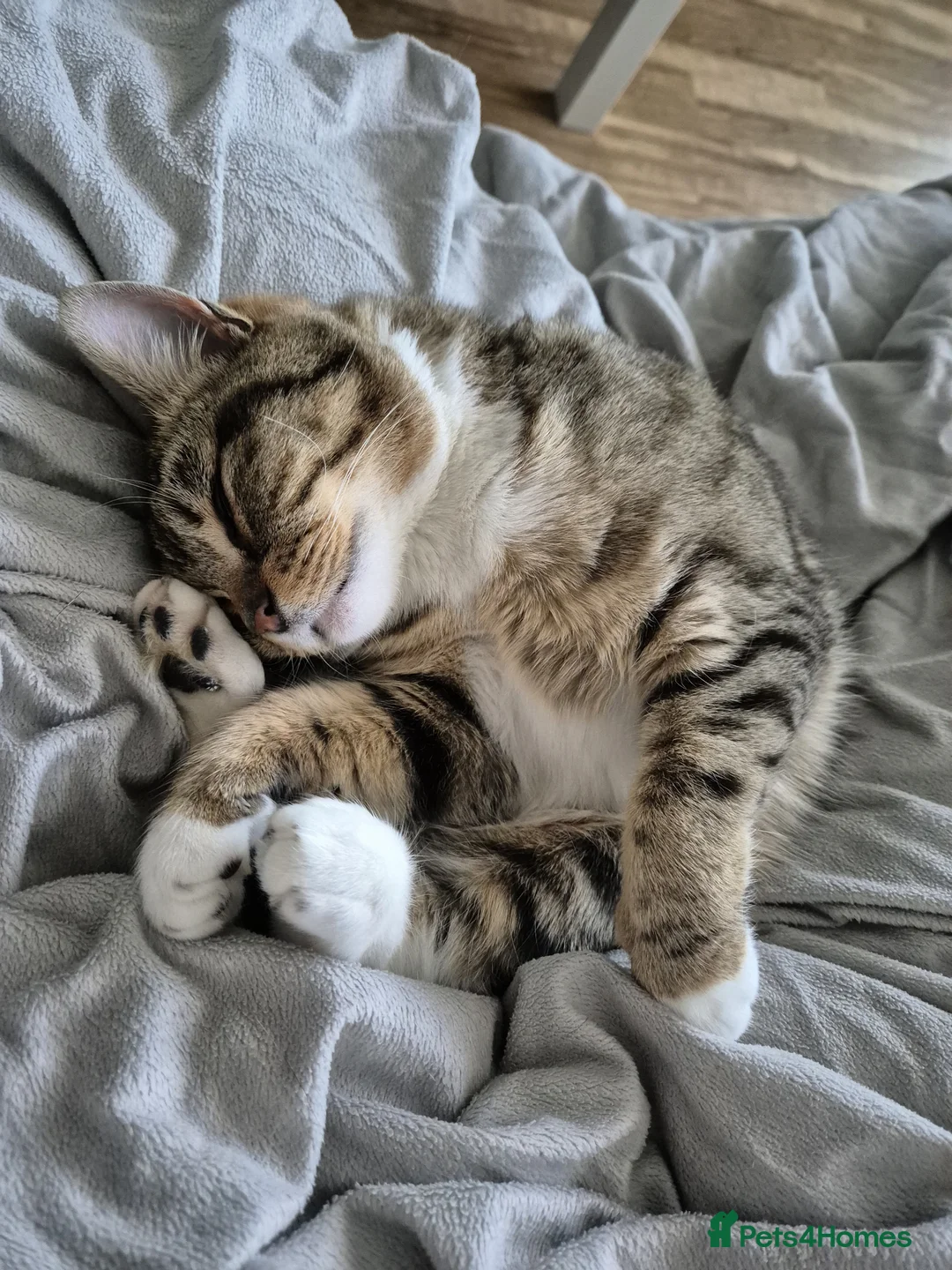 Domestic Shorthair cats for sale: 2 Female Young Cats in Leeds - Advert 7