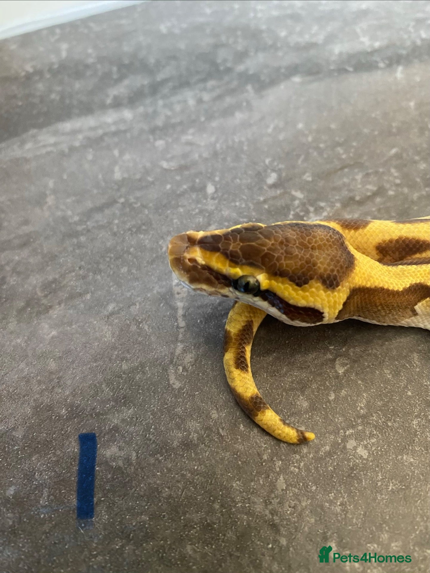Python Snake reptiles Hatchling royal pythons. - Advert 2