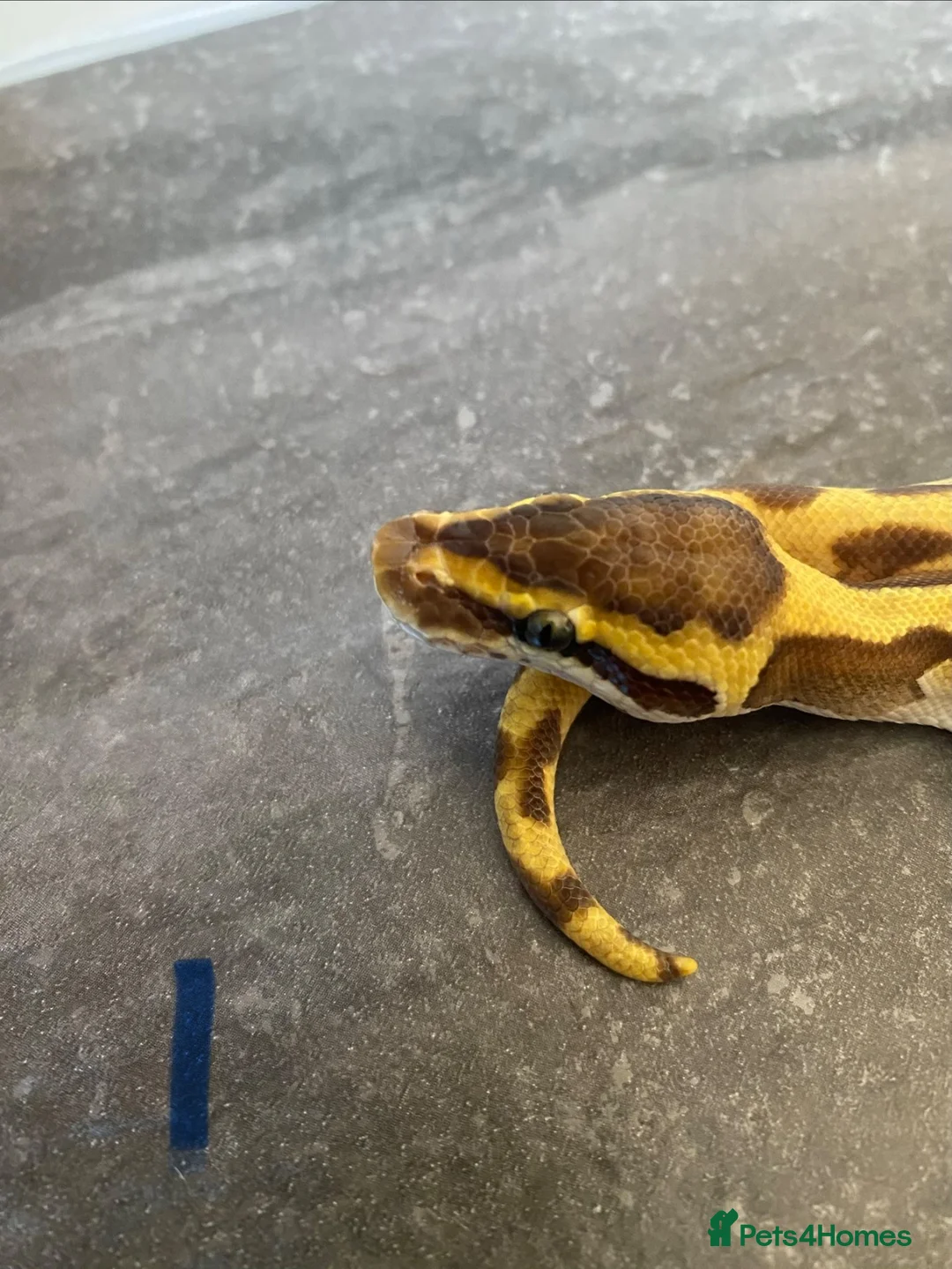 Python Snake reptiles for sale: Hatchling royal pythons. - Advert 2